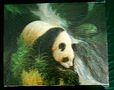 pandas--grisot-panda6.jpg (JPEG)