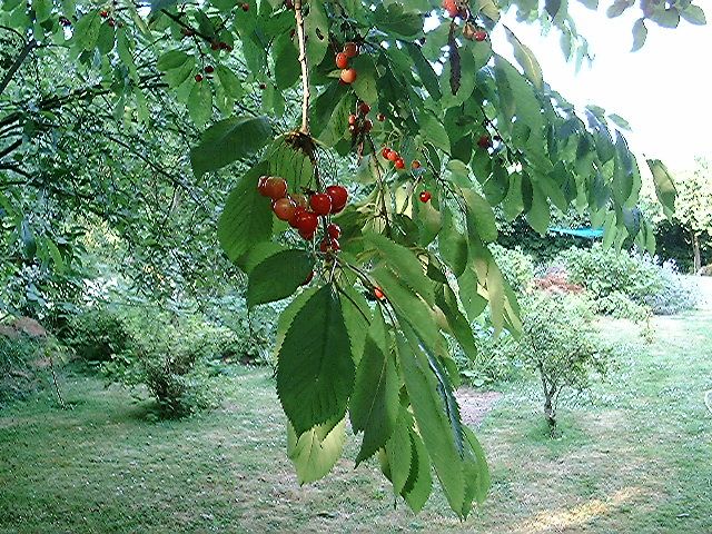 cherries.jpg