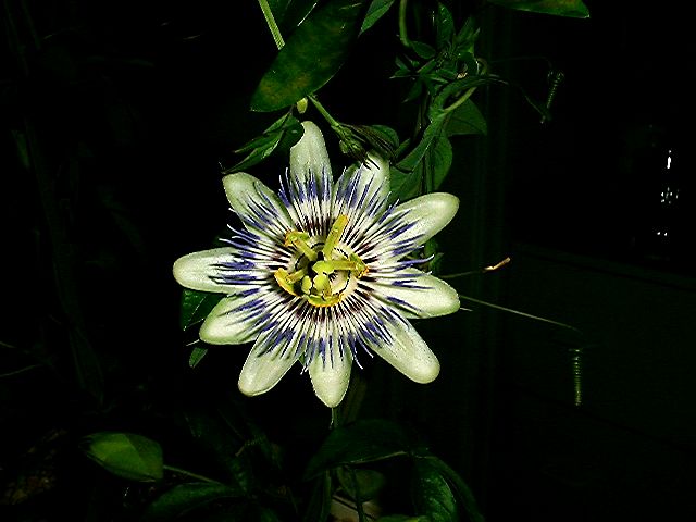 passionflower.jpg