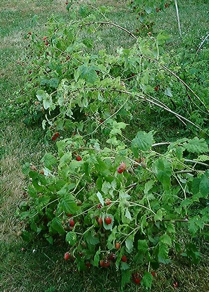 rasberries.jpg