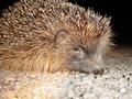 hedgehog08.jpg (JPEG)