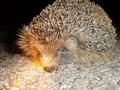 hedgehog13.jpg (JPEG)