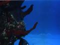 reef2.jpg (JPEG)