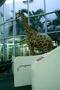 cayman-giraffe.jpg (JPEG)