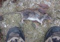 rat1-2005-11.jpg (JPEG)